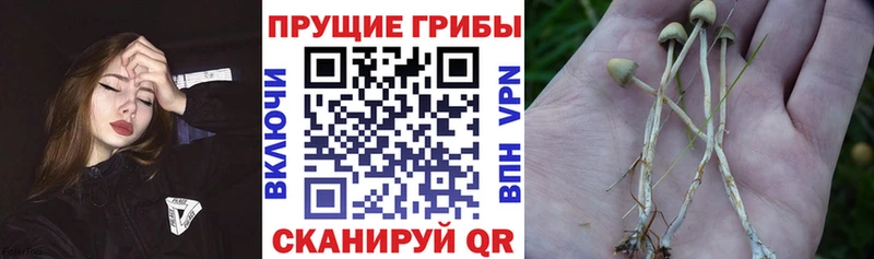 OMG маркетплейс Холм Псилоцибиновые грибы ЛСД